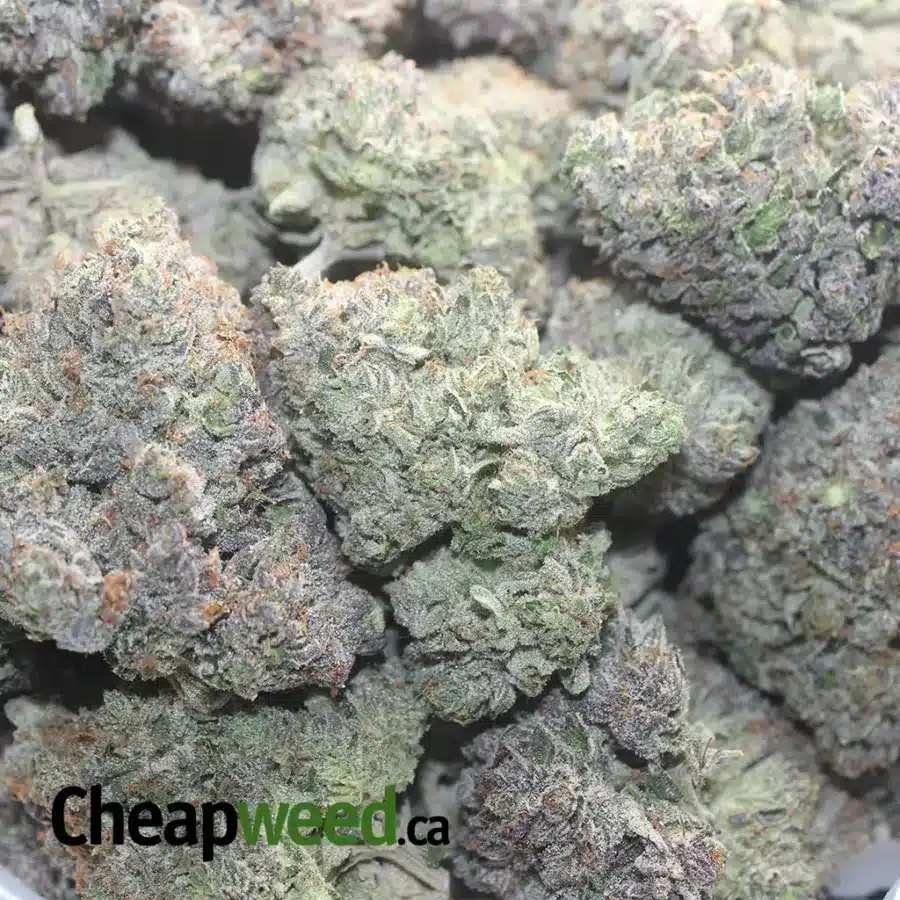 HINDU KUSH 1 I Hindu Kush #2