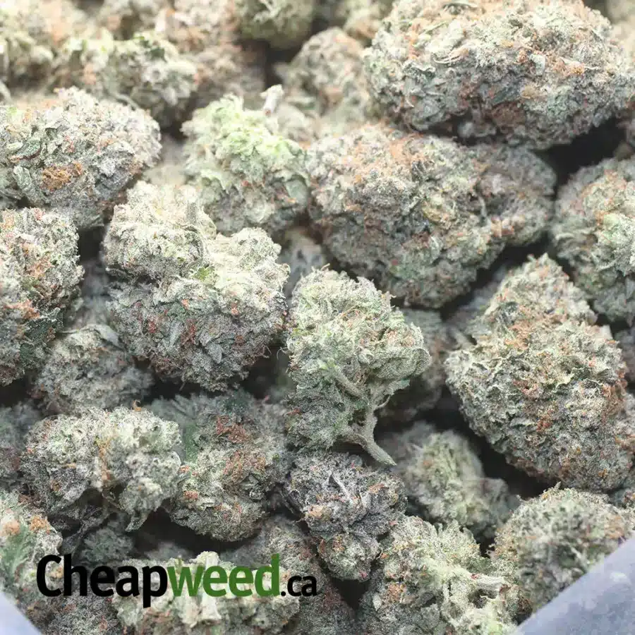 HIPPIE CRIPPLER 1 I Hippie Crippler