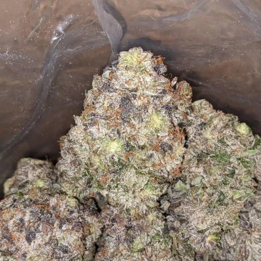 Hindu Kush AAAA 1 I Hindu Kush AAAA