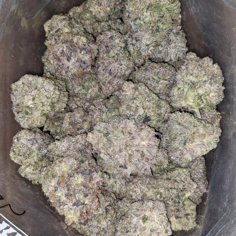 Hindu Kush AAAA 3 I Hindu Kush AAAA