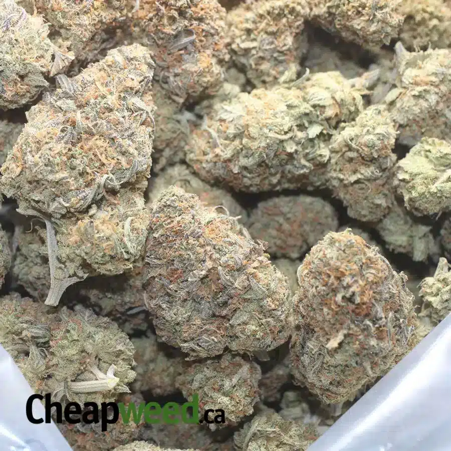 LEMON GELATO 1 1 I Lemon Gelato
