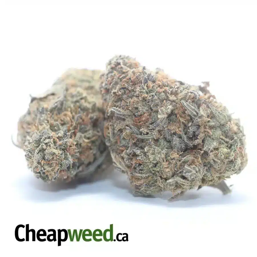 LEMON GELATO 3 1 I Lemon Gelato
