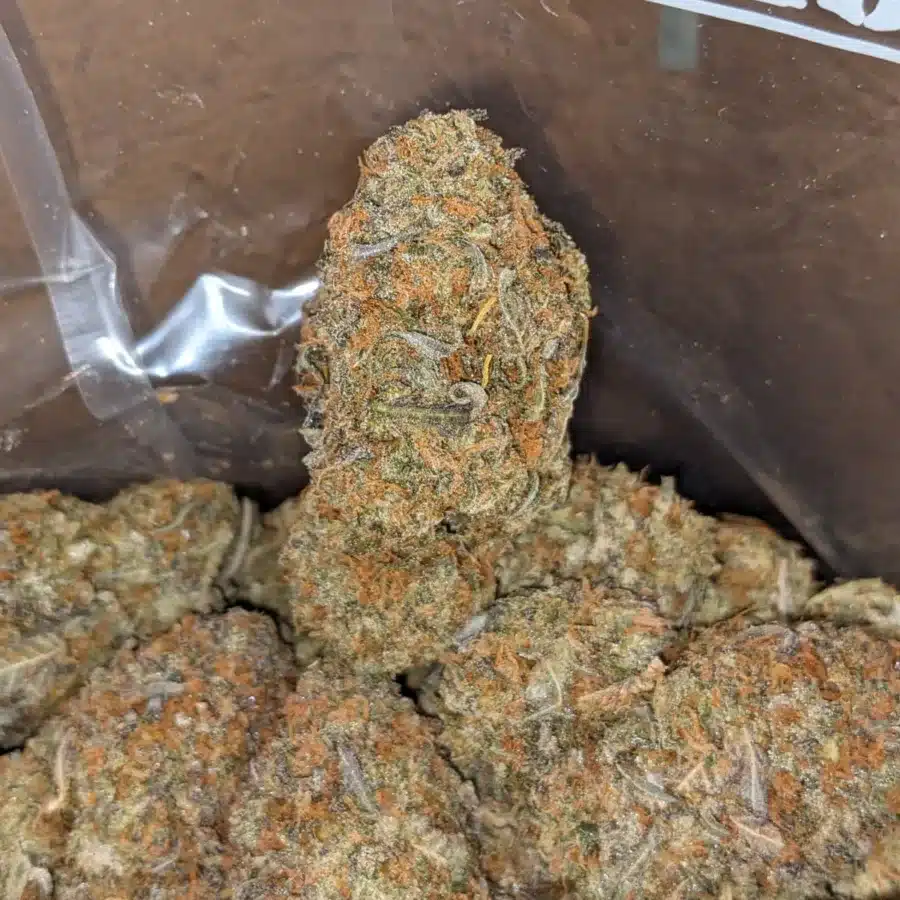 Lemon Gelato 1 I Lemon Gelato