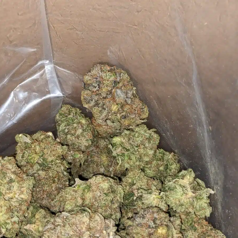 Alternative view of Lindsay OG