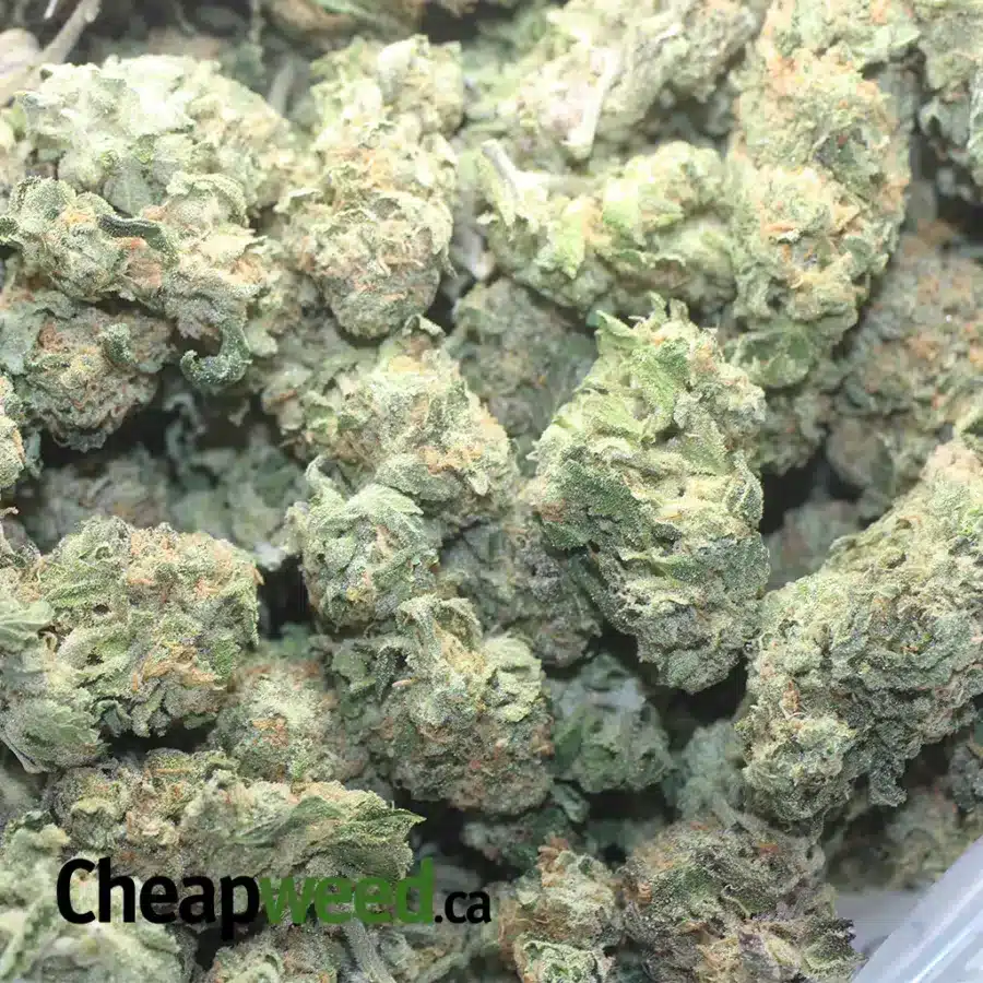 MAC 10 X GMO COOKIES 1 I MAC10 x GMO Cookies