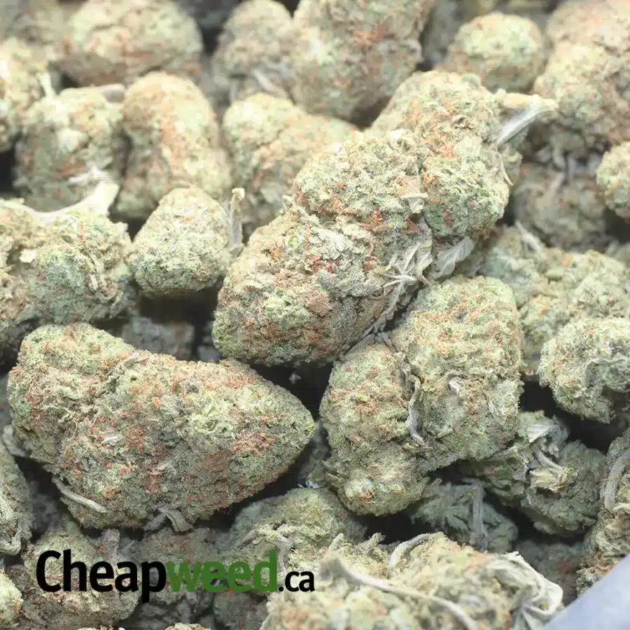 MANGO SHERBERT 1 I Mango Sherbert