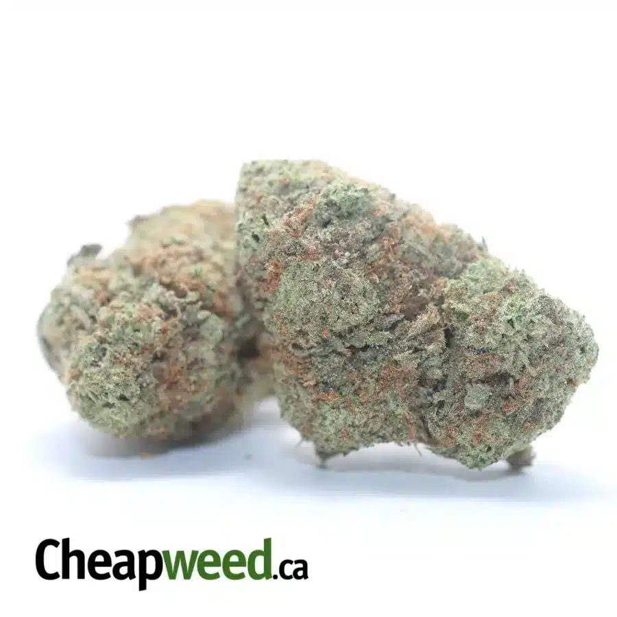 Alternative view of Mango Sherbert