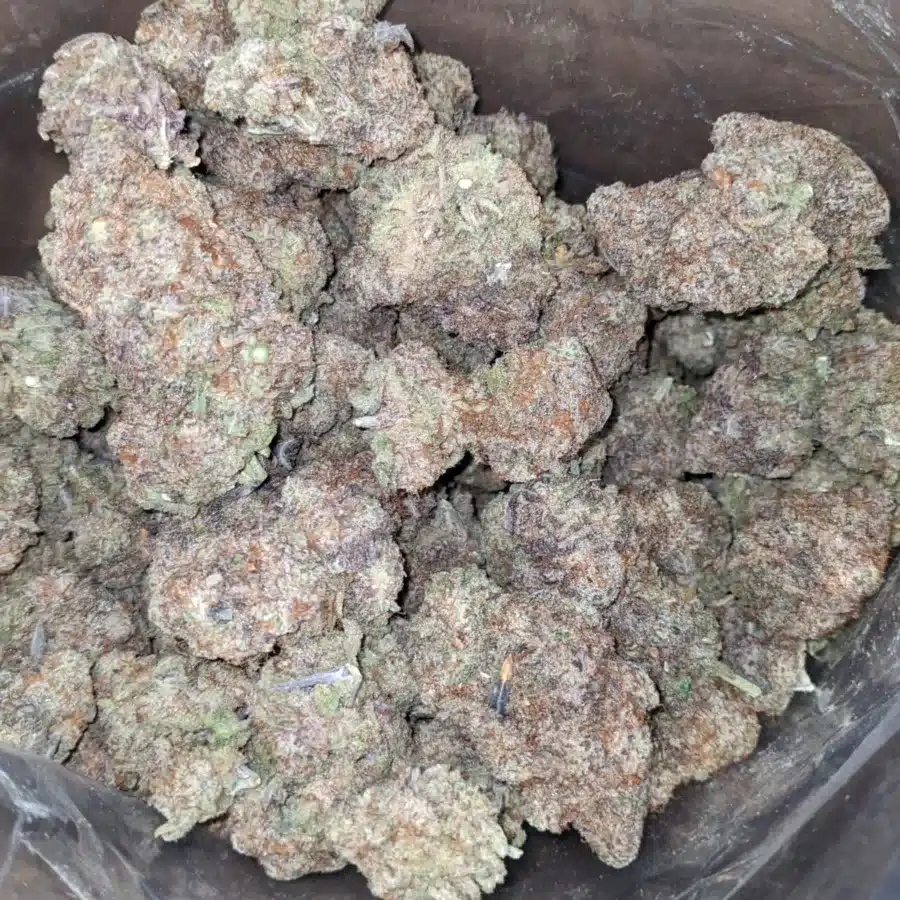 Mac 10 x Gmo Cookies 1 1 I MAC10 x GMO Cookies