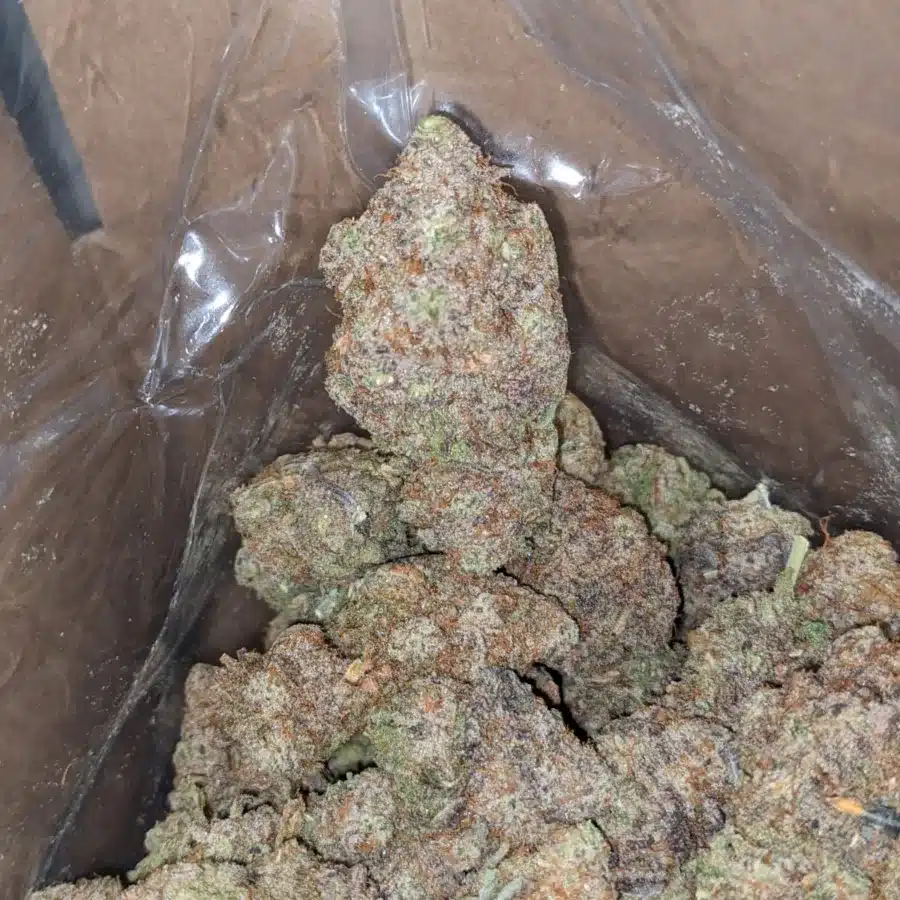 Mac 10 x Gmo Cookies 4 I MAC10 x GMO Cookies