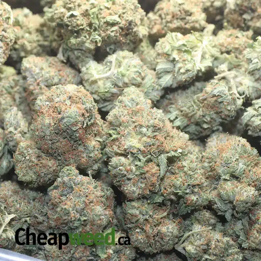 OG PINK 1 1 I OG Pink