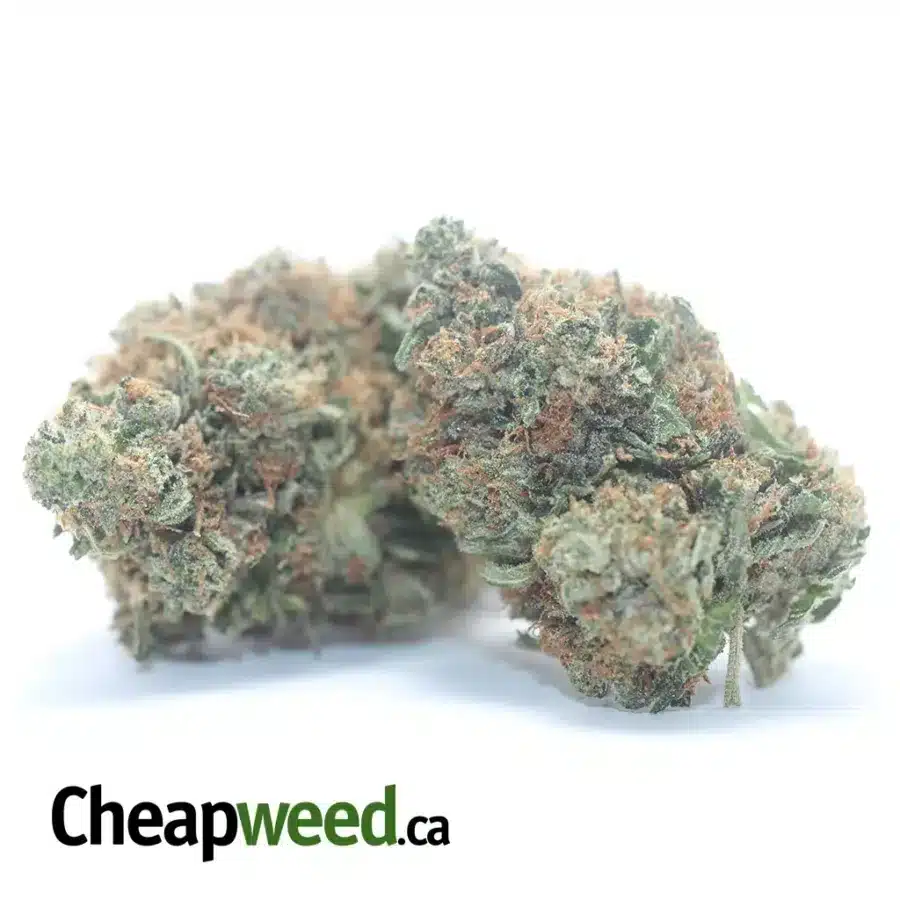 OG PINK 3 1 I OG Pink