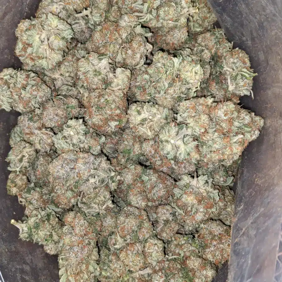 Og pink 1 I OG Pink