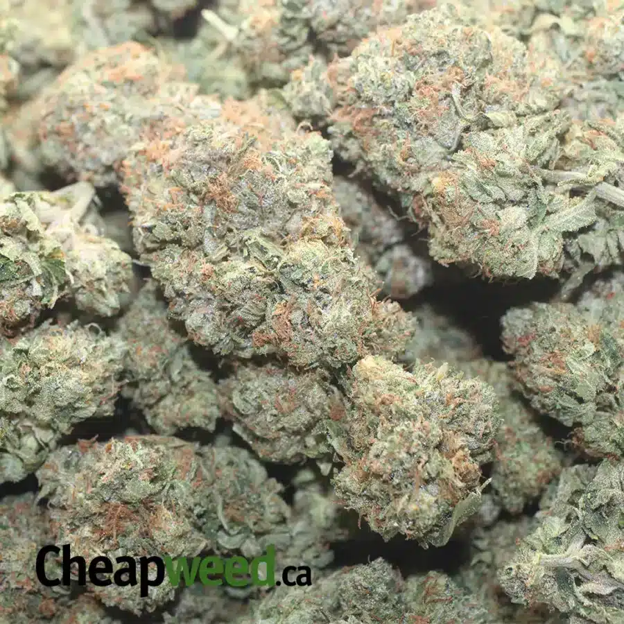 PINK BUBBA 1 I Pink Bubba