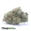 Pink Bubba