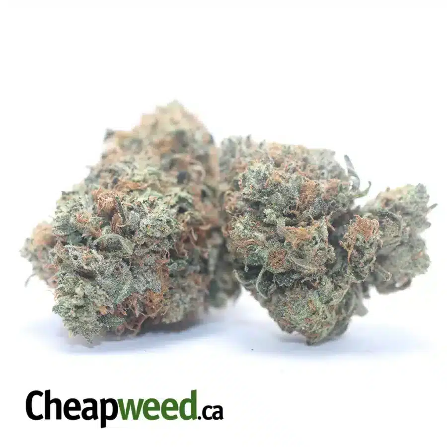 Alternative view of Pink Bubba