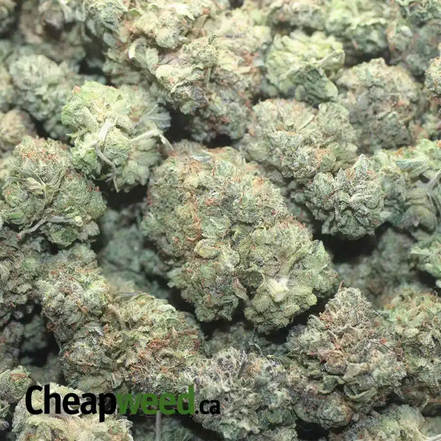PINK GORILLA 1 I Gorilla Pink