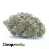Gorilla Pink