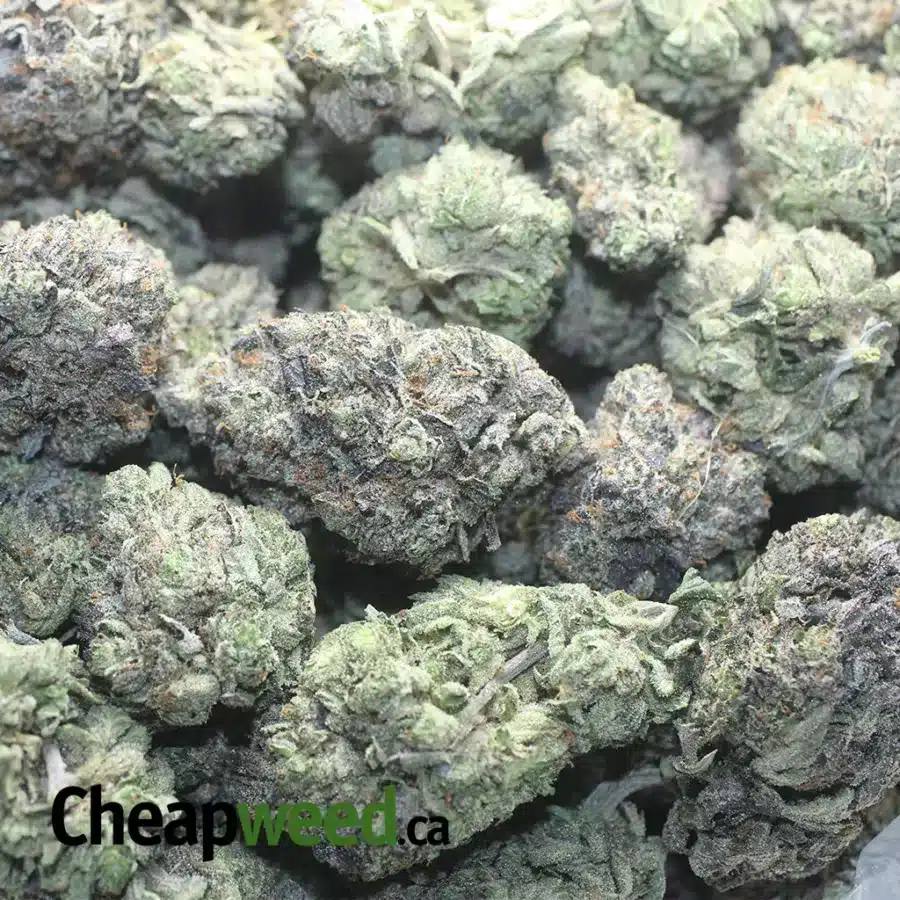 PURPLE BUD 1 1 I Purple Bud