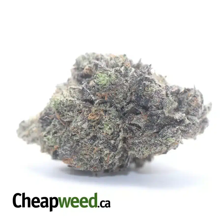 Purple Bud