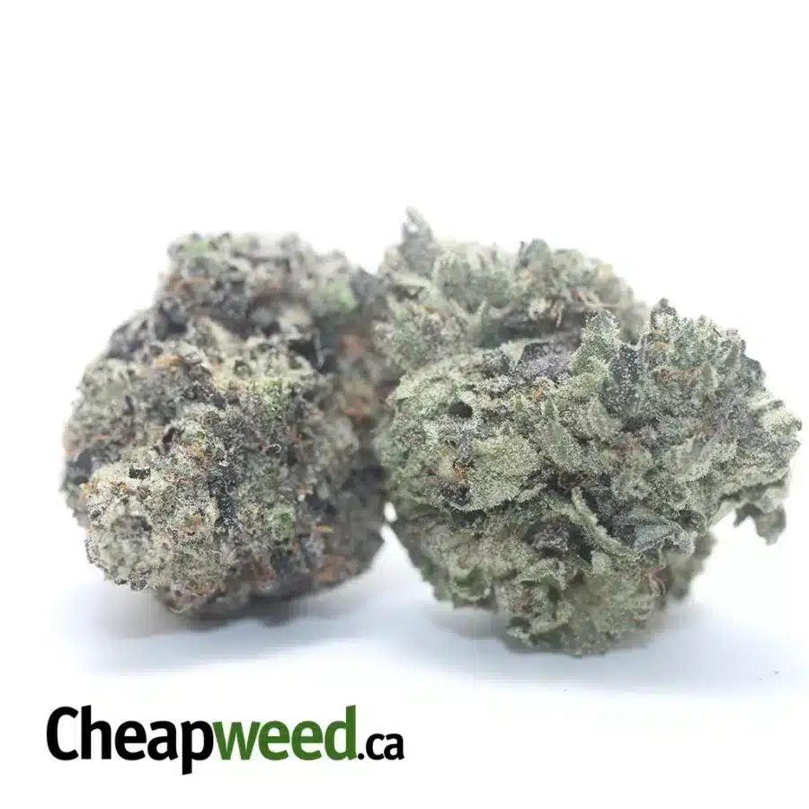 PURPLE BUD 3 1 I Purple Bud