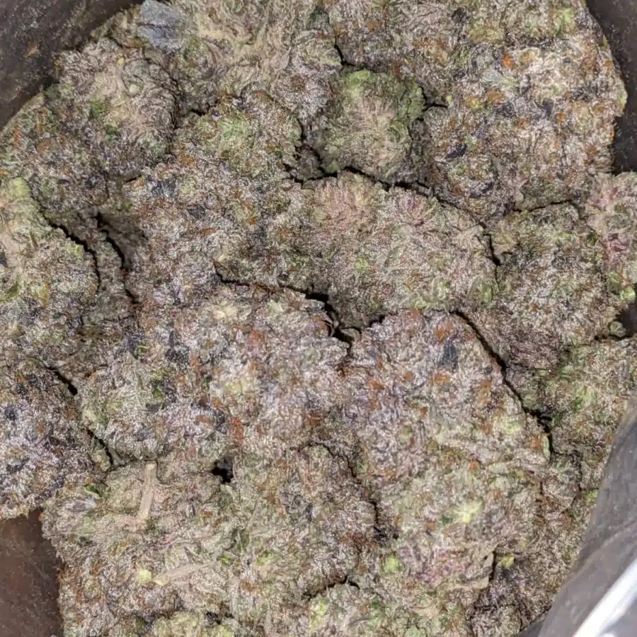 Purple Bud 1 I Purple Bud