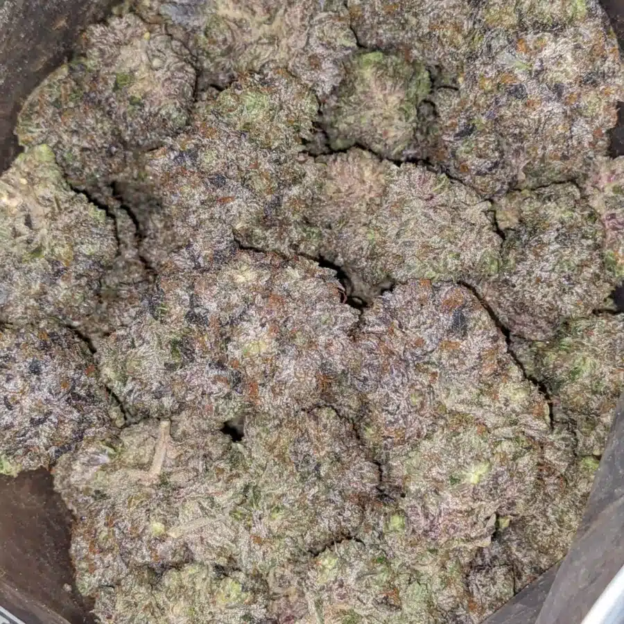 Purple Bud 4 I Purple Bud