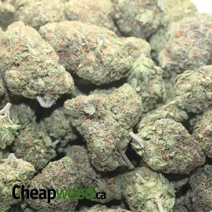 ROCKBUD 1 I $ 66 Oz - Rockbud