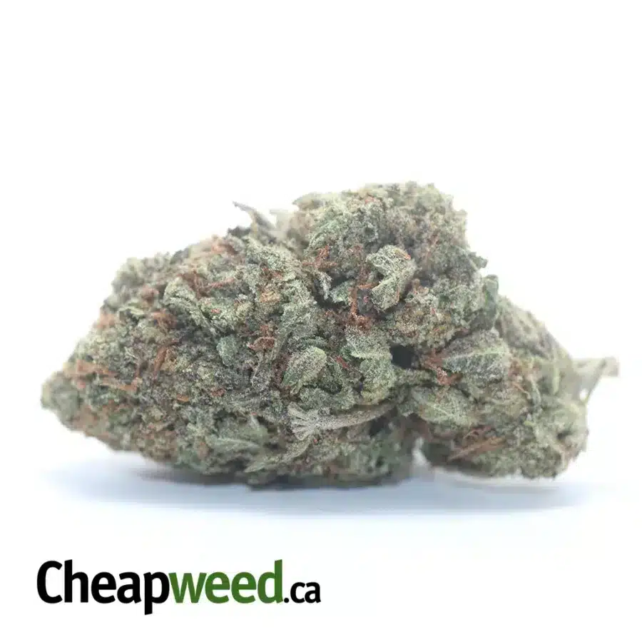 $ 66 Oz - Rockbud