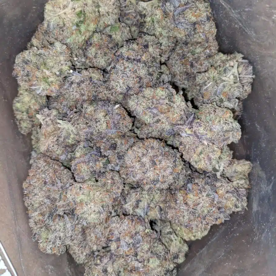 Tuna Kush AAA 1 I Tuna Kush AAA
