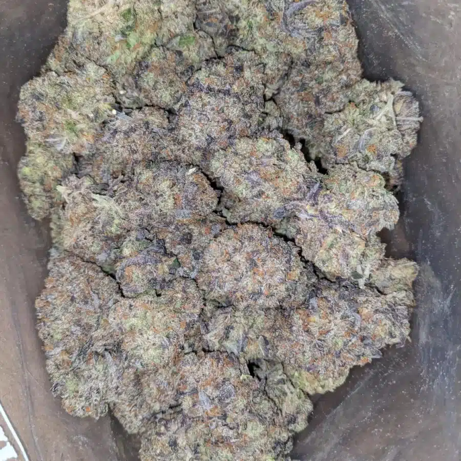 Tuna Kush AAA 2 I Tuna Kush AAA