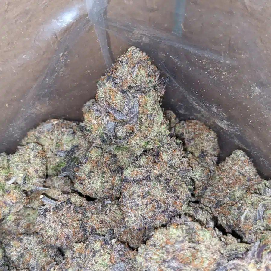 Tuna Kush AAA 3 I Tuna Kush AAA