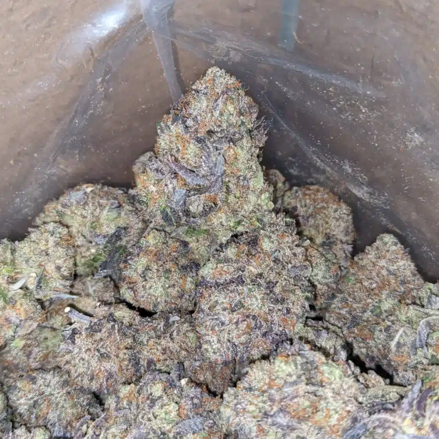 Tuna Kush AAA 4 I Tuna Kush AAA