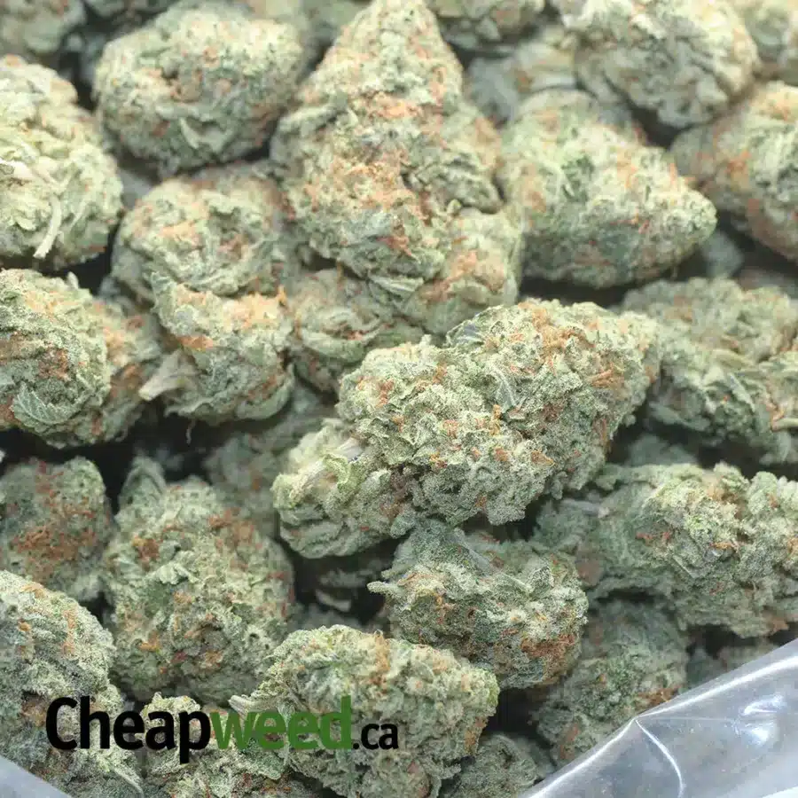 WHITE COOKIES 1 I White Cookies