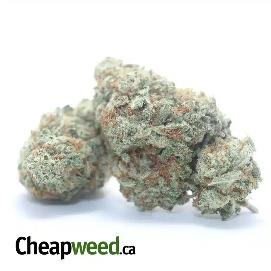 WHITE COOKIES 3 I White Cookies