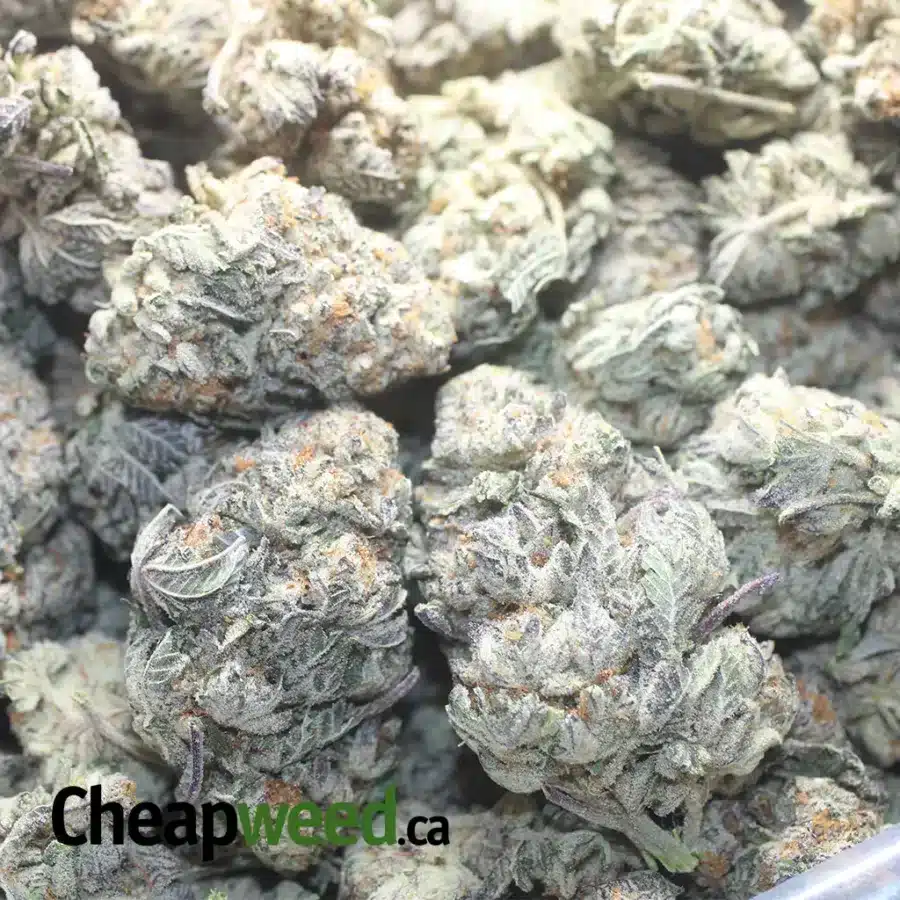 WTF KUSH 1 I WTF Kush