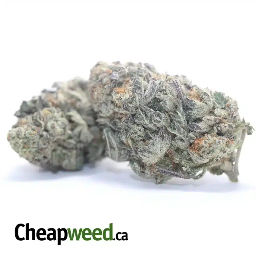 WTF KUSH 3 I WTF Kush