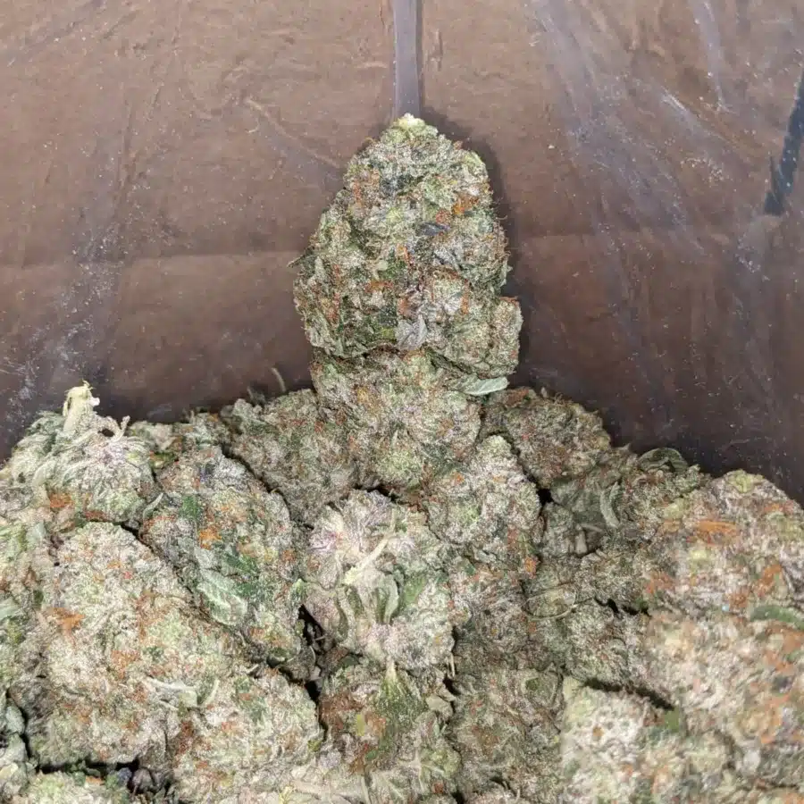 tdb 1 I Tony's Death Bubba