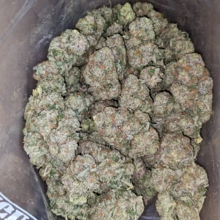 tdb 2 I Tony's Death Bubba
