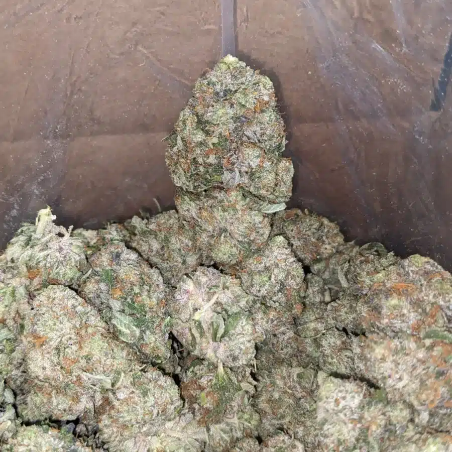 tdb 3 I Tony's Death Bubba