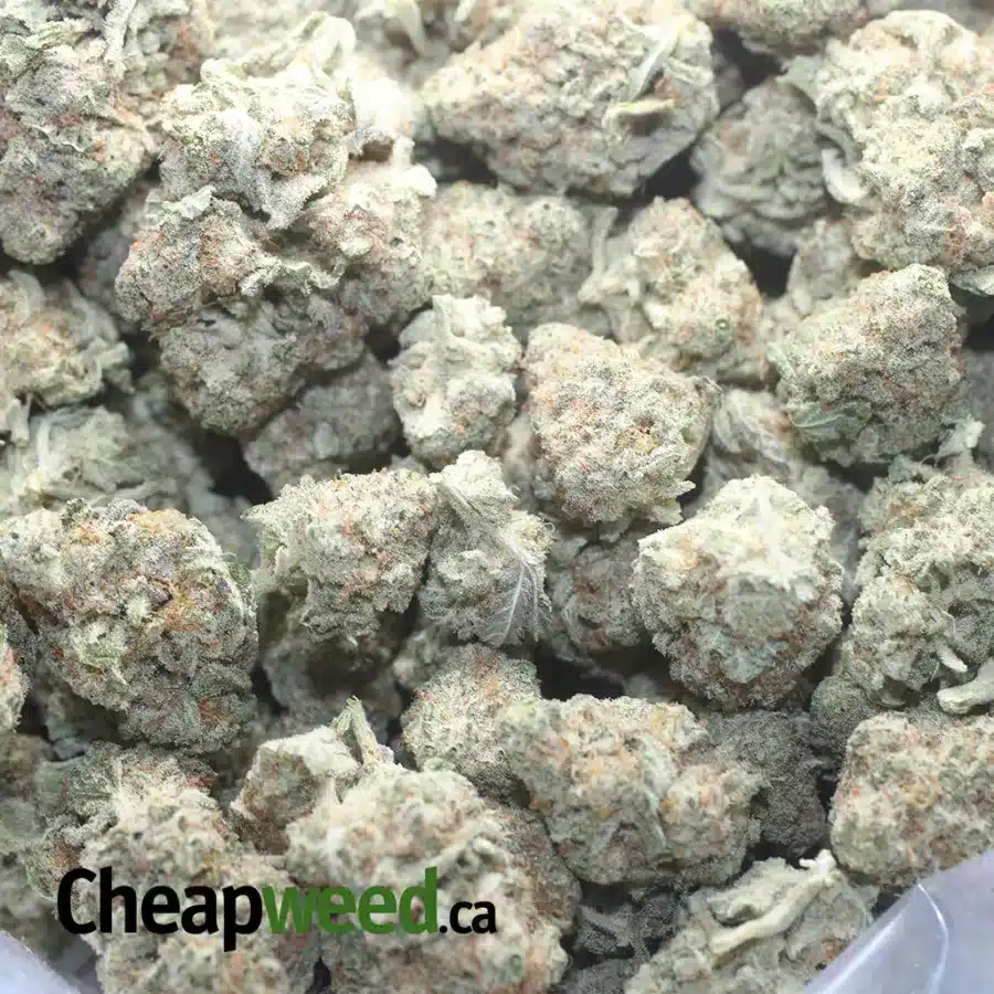 ANIMAL FACE 1 I $ 46 Oz - Animal Face