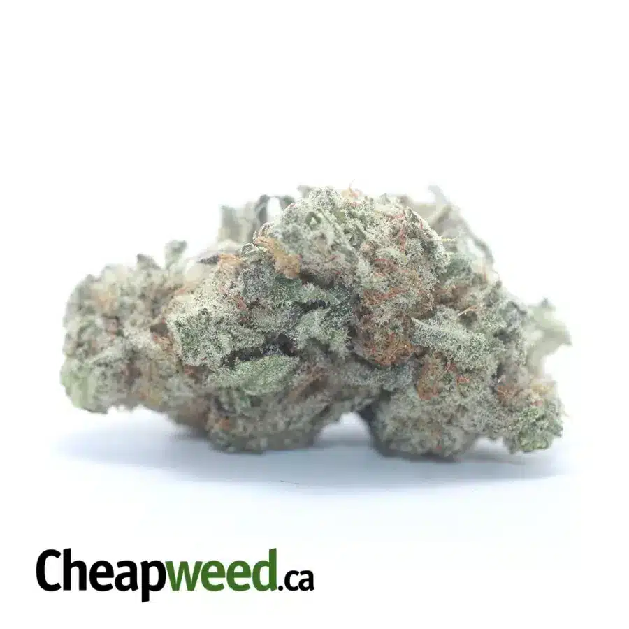 $ 46 Oz - Animal Face