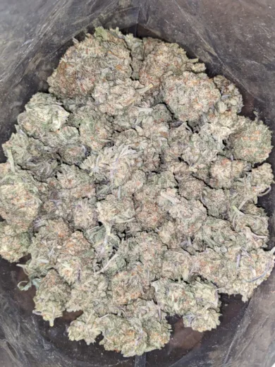 Alien Cookies 4 I Legacy