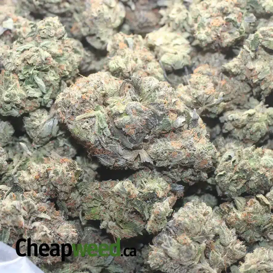 BLACK BUBBA AAA 1 I Black Bubba AAA