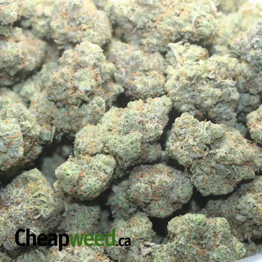 BLUE HERON 1 I Blue Heron