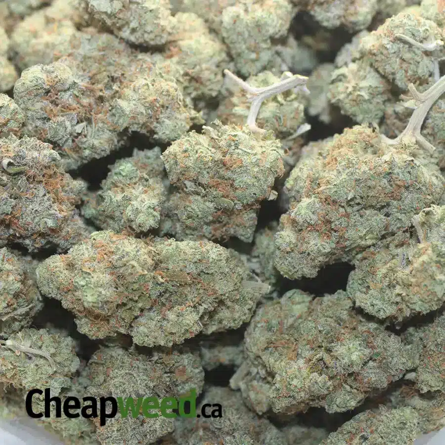 CHOCOLATE GELATO 1 I Chocolate Gelato #2