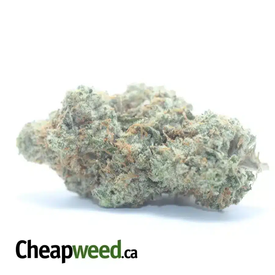 Chocolate Gelato #2
