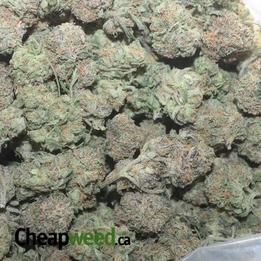 CHOCOLATE KUSH 1 2 I Chocolate Kush