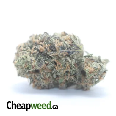 CHOCOLATE KUSH 2 2 I Legacy