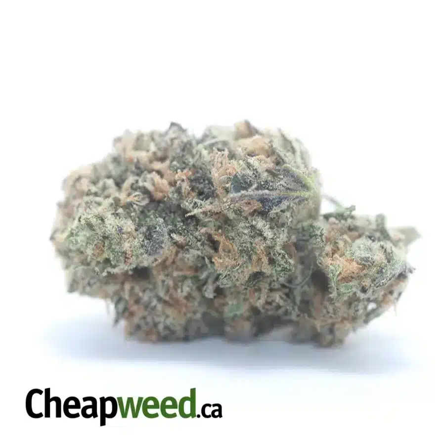 Chocolate Kush
