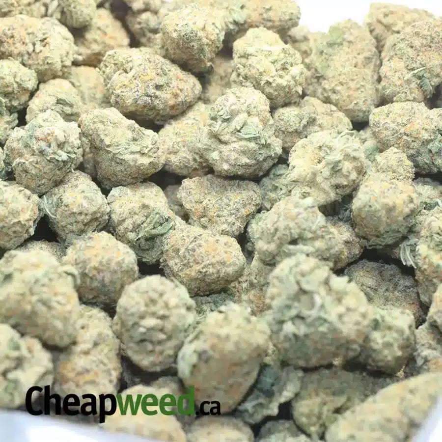 COLOMBIAN GOLD FLAT 1 I $48 Oz - Columbian Gold